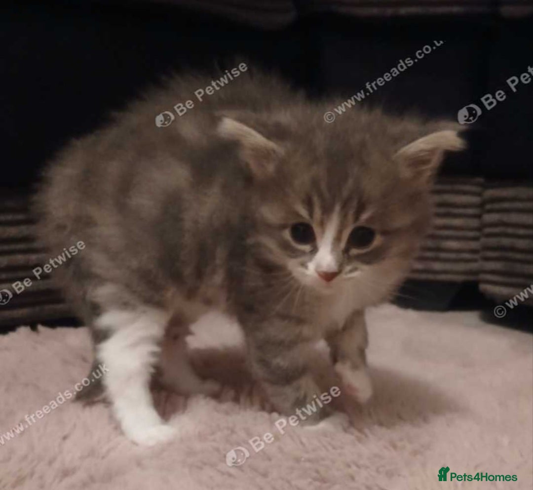 Maine Coon cats for sale: Mainecoon kittens  - Image 19