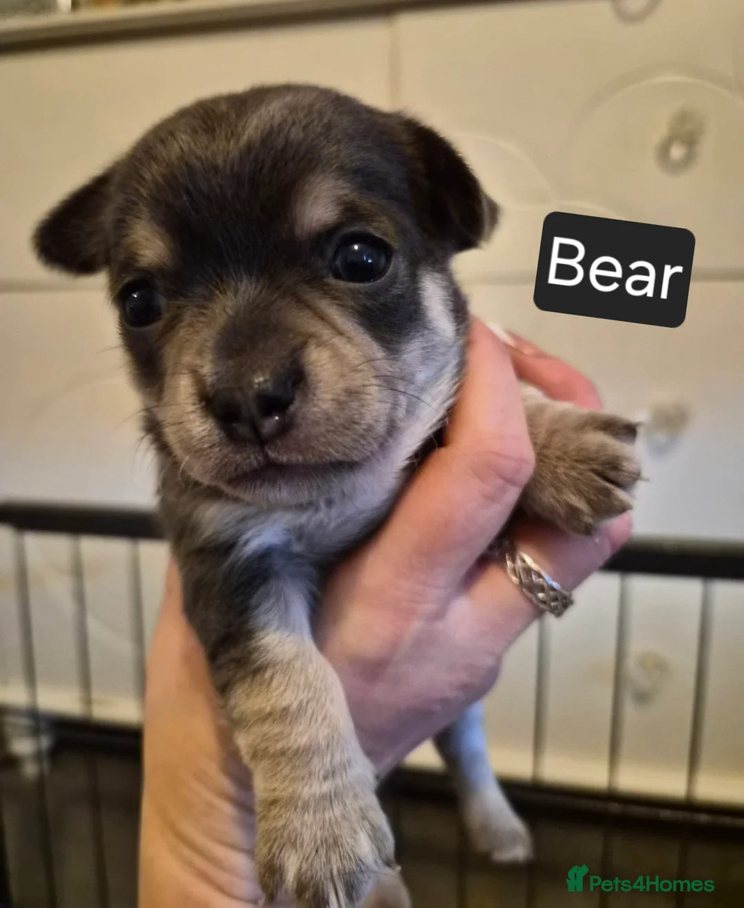 Chihuahua dogs for sale: 3 boy chihuahuas  - Advert 6