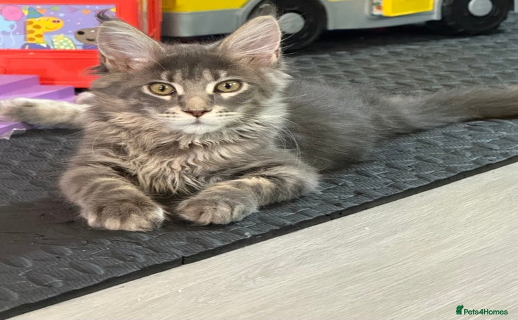 Maine Coon cats - Advert 16