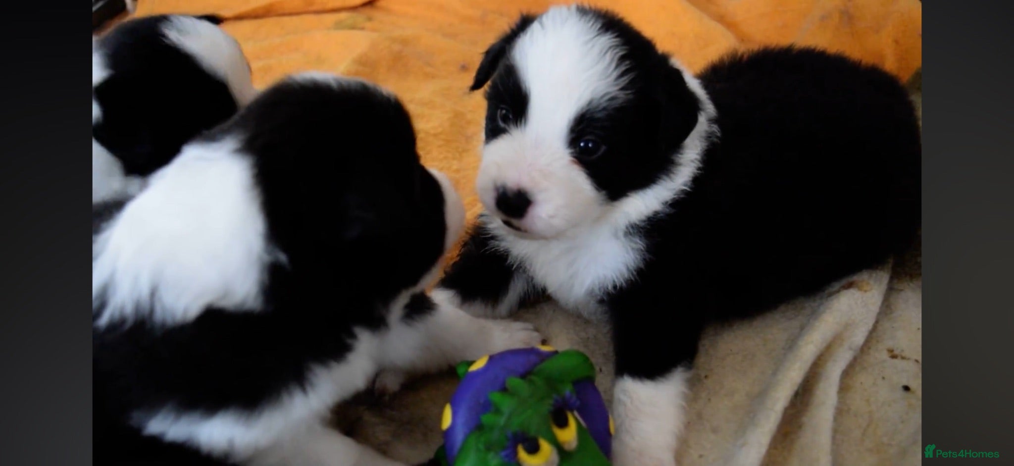 Border Collie dogs ISDS registered pups from amazing lines - Advert 1