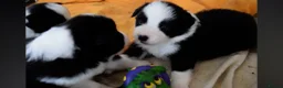 Border Collie dogs for sale: ISDS registered pups from amazing lines - Advert 2