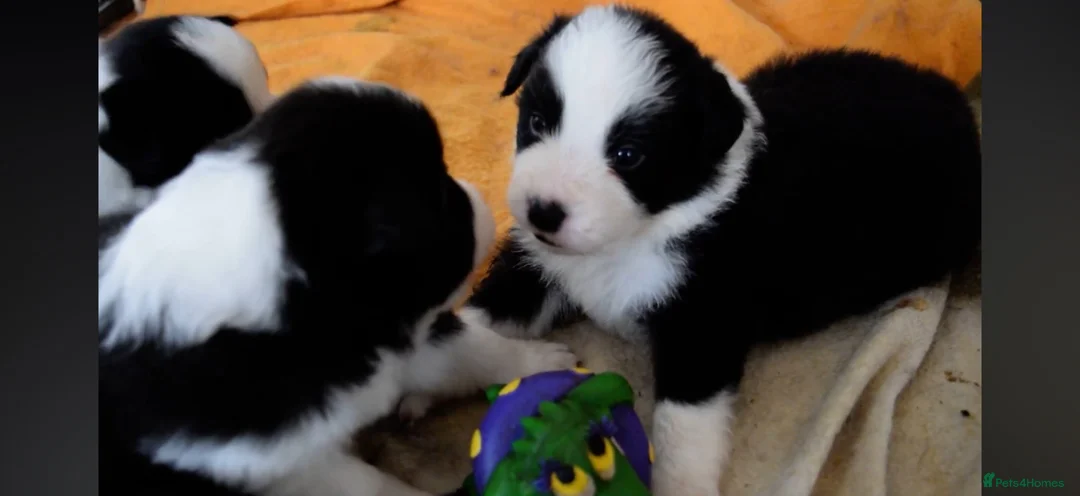 Border Collie dogs for sale: ISDS registered pups from amazing lines - Advert 2