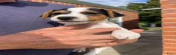 Jack Russell dogs for sale: Jack Russell Puppies for sale  - Advert 5
