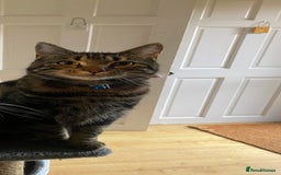 Bengal cats for sale: 2yo make bengal needs re-homing  - Image 2
