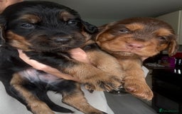 Sprocker dogs for sale: Last gorgeous Sprocker boy remaining  - Image 14