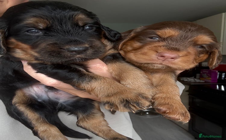Sprocker dogs - Advert 5