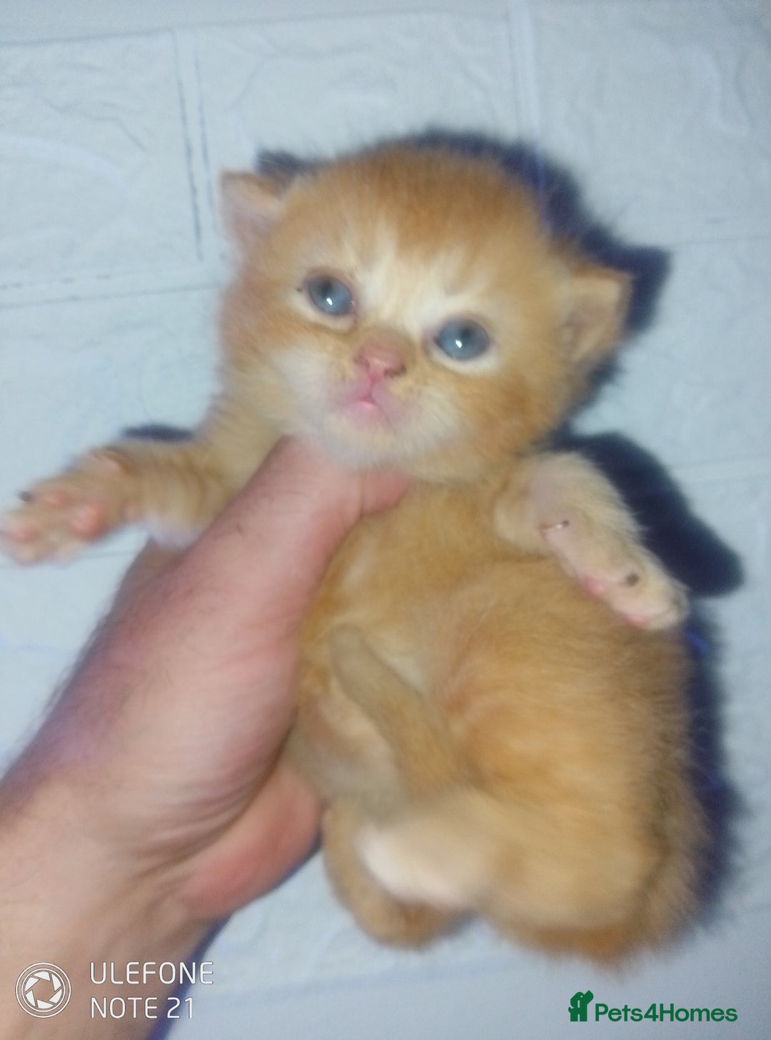 Exotic cats for sale:  Exotic British shorthair  - Image 3