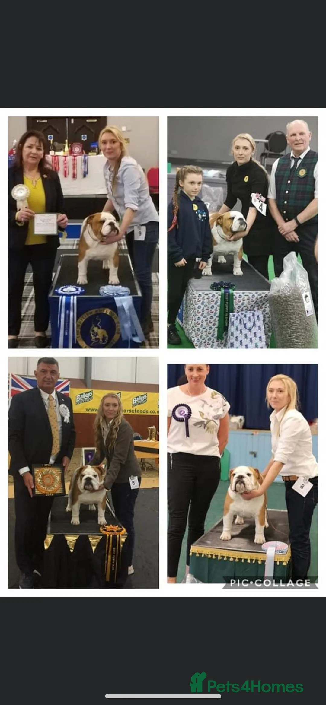 English Bulldog dogs for stud: Available for stud uk champion  in Bradford - Advert 10