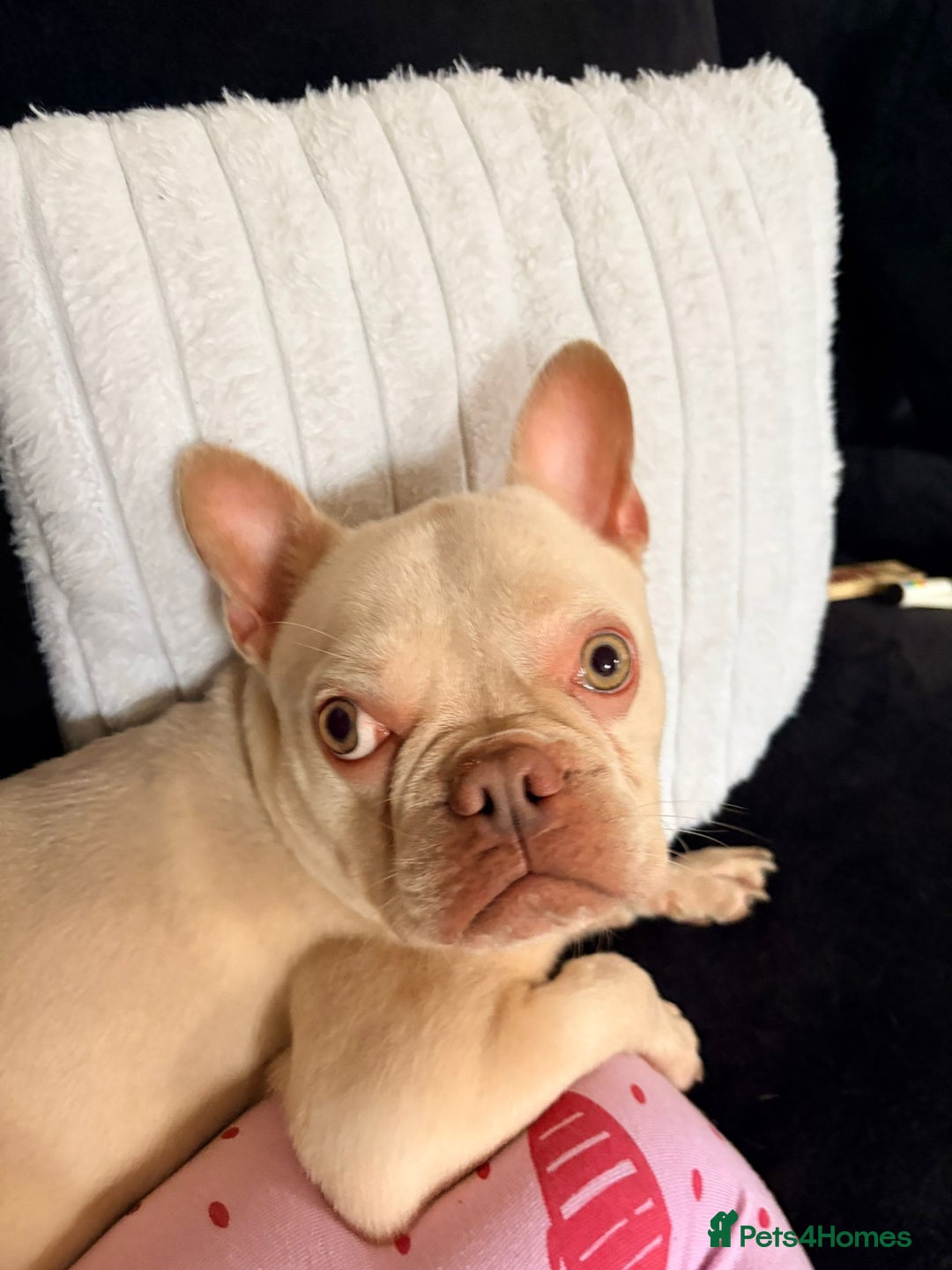 French Bulldog dogs for sale: Stunning French Bulldog for rehoming  - Advert 5