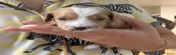 Jackapoo dogs for sale: Gorgeous F1B Jackapoo - Advert 8