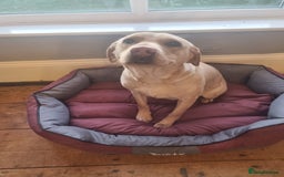 Labrador Retriever dogs for sale: Labrador puppies - Image 3