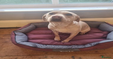 Labrador Retriever dogs - Advert 5