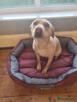 Labrador Retriever dogs - Advert 7