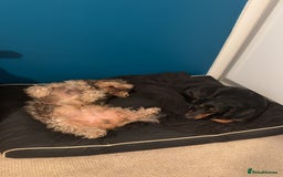 Dachshund dogs for sale: Dachshund  - Image 4