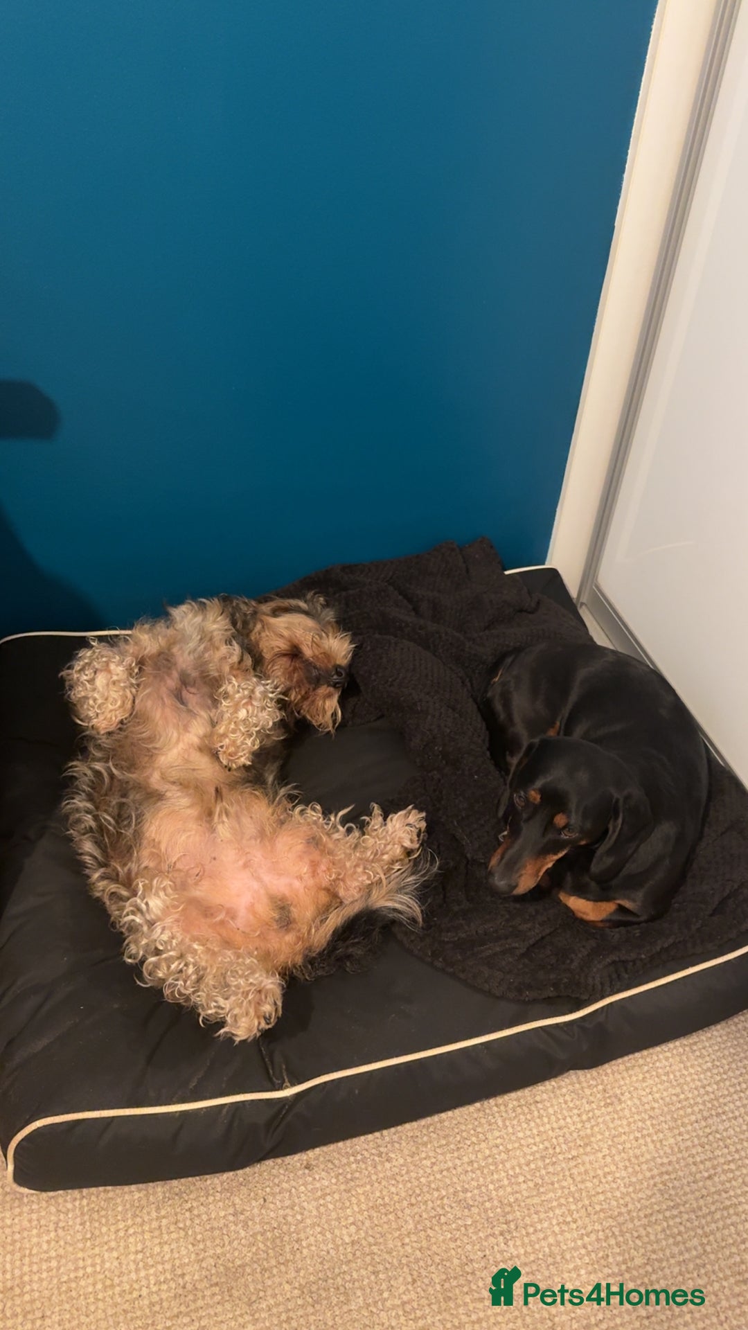 Dachshund dogs for sale: Dachshund  - Image 4