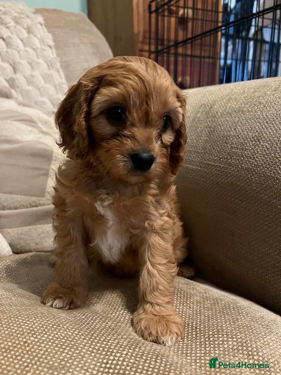 Cavapoo dogs for sale: Gorgeous Cavapoo's 2 available  - Image 5
