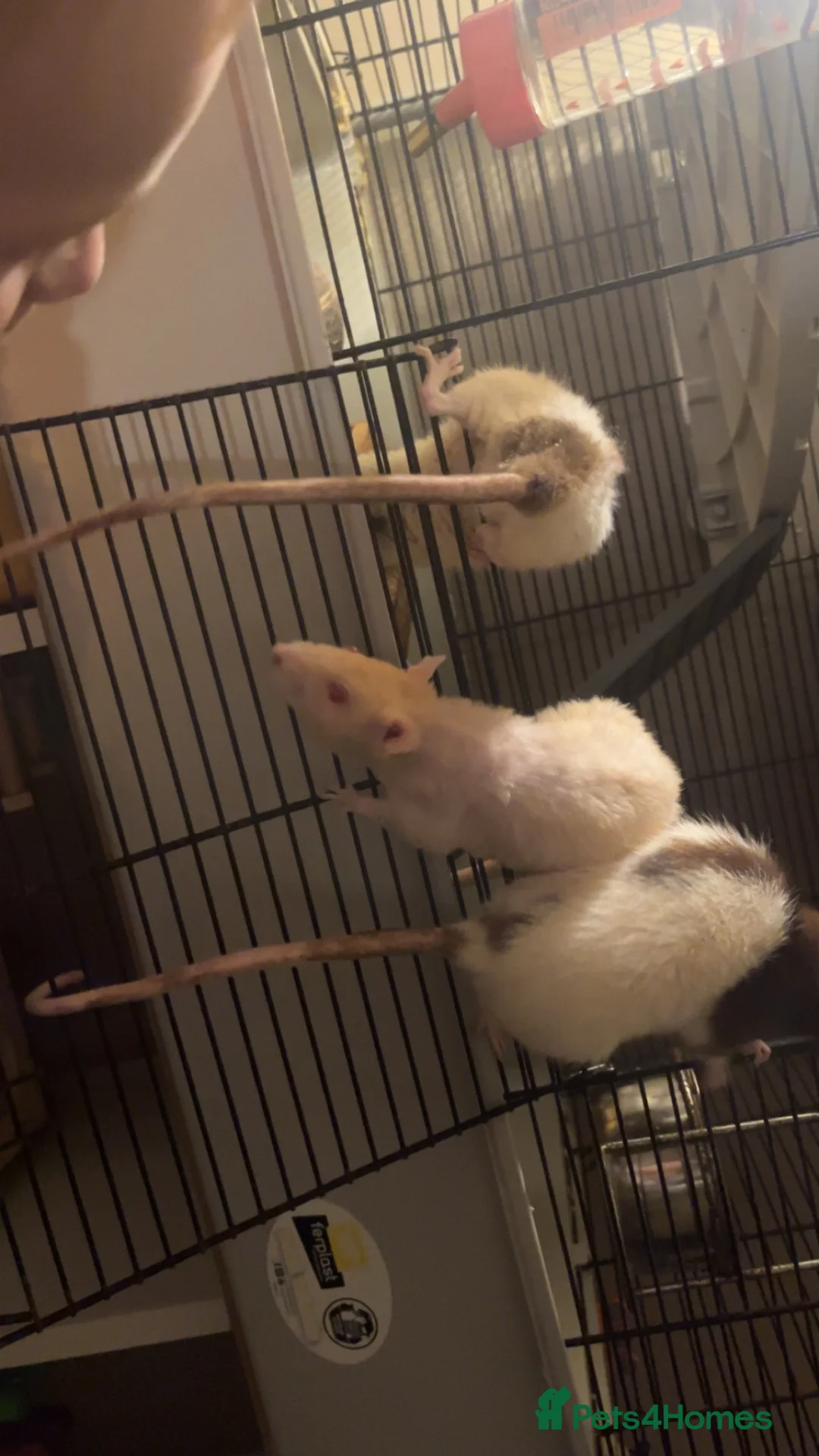 Rat rodents for sale: 3 female rats with cage  in Accrington - Advert 4