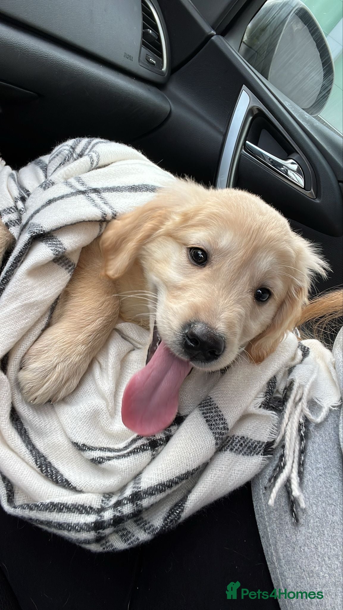 Golden Retriever dogs Golden Retriever Puppy - Male - Advert 3