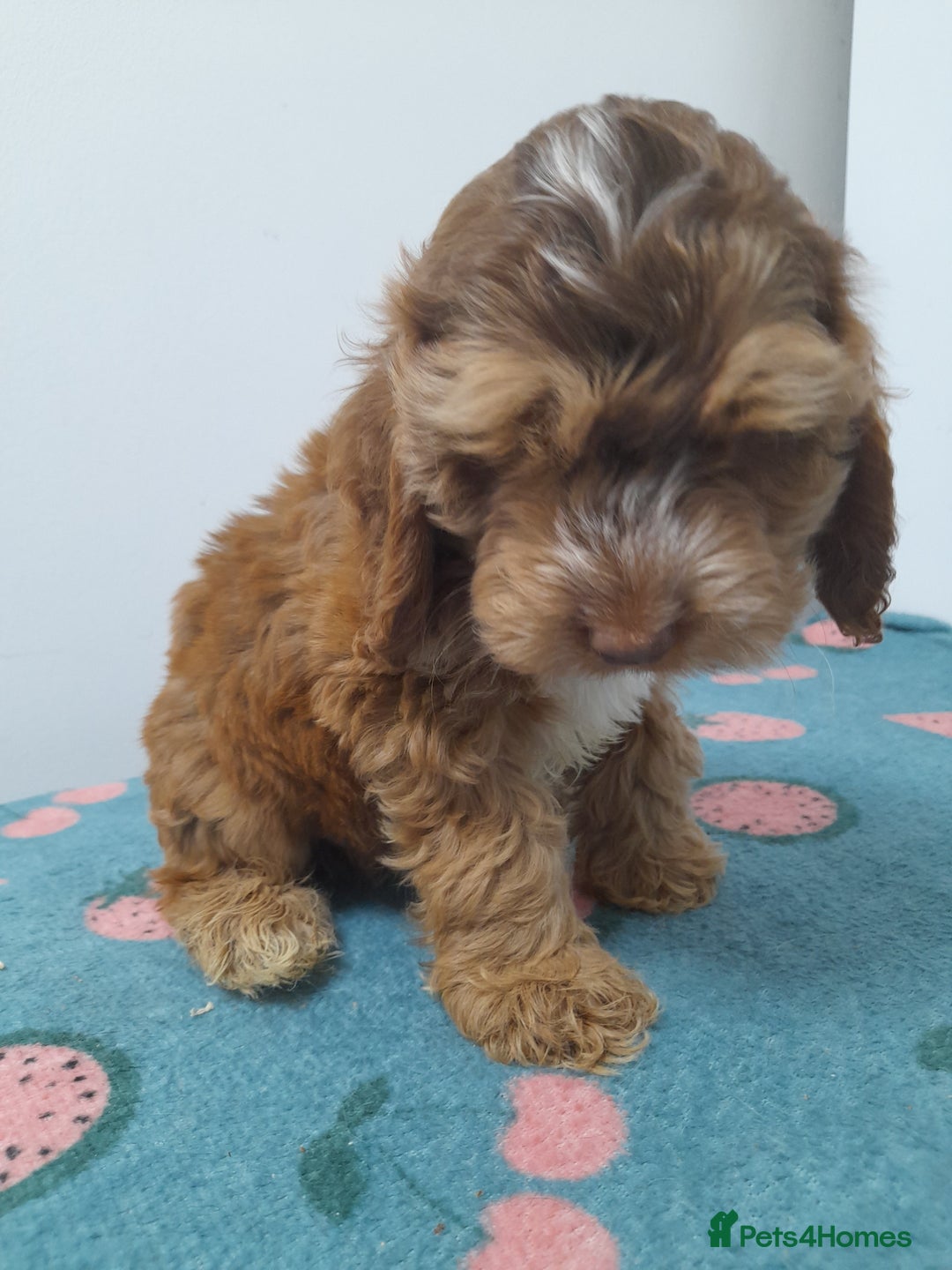 Cockapoo dogs for sale: Beautiful cockapoo puppies ready now - Advert 31