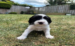 English Springer Spaniel dogs for sale: Gorgeous KC Registered Springer Spaniel Puppies in Thirsk - Image 15