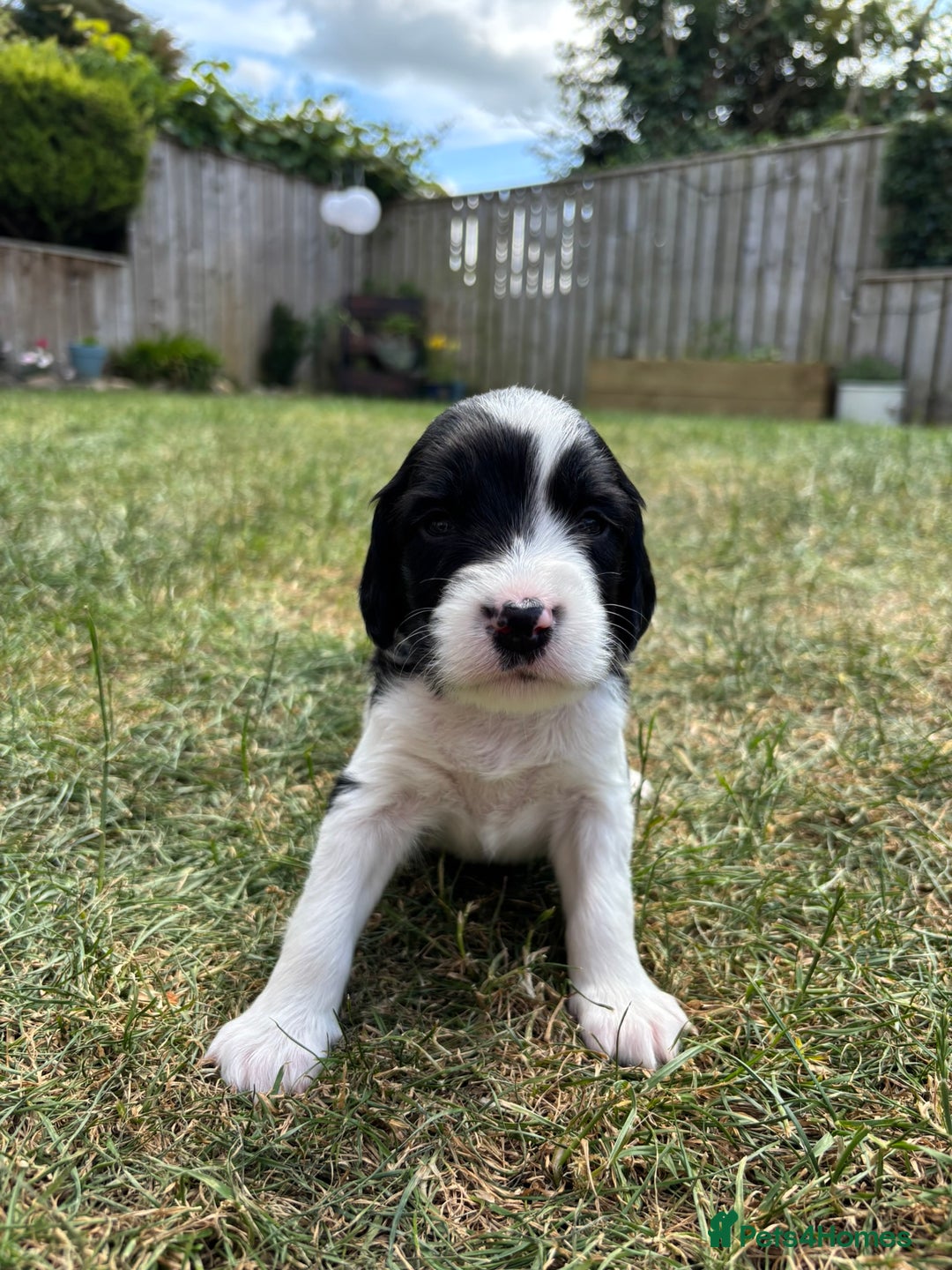 English Springer Spaniel dogs for sale: Gorgeous KC Registered Springer Spaniel Puppies in Thirsk - Image 15