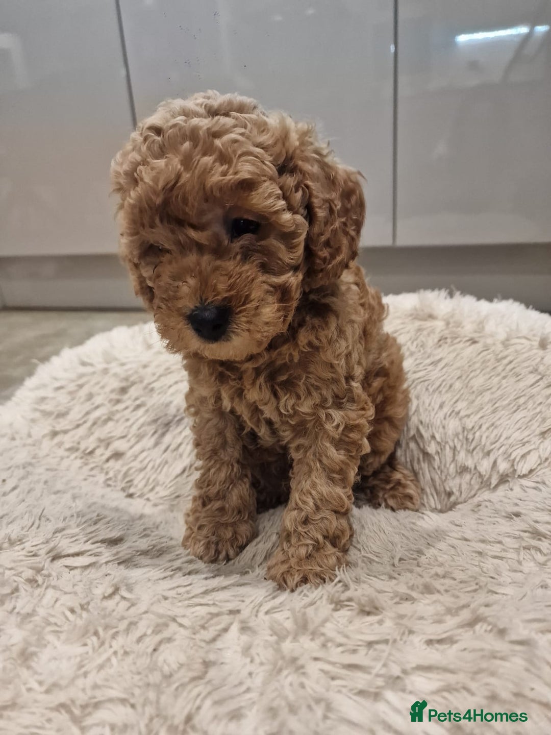 Cockapoo dogs for sale: 3 Gorgeous Apricot Cockapoo Puppies  - Advert 4
