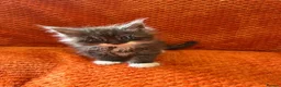 Maine Coon cats for sale: 6 Healthy Newly Born babies - Advert 9