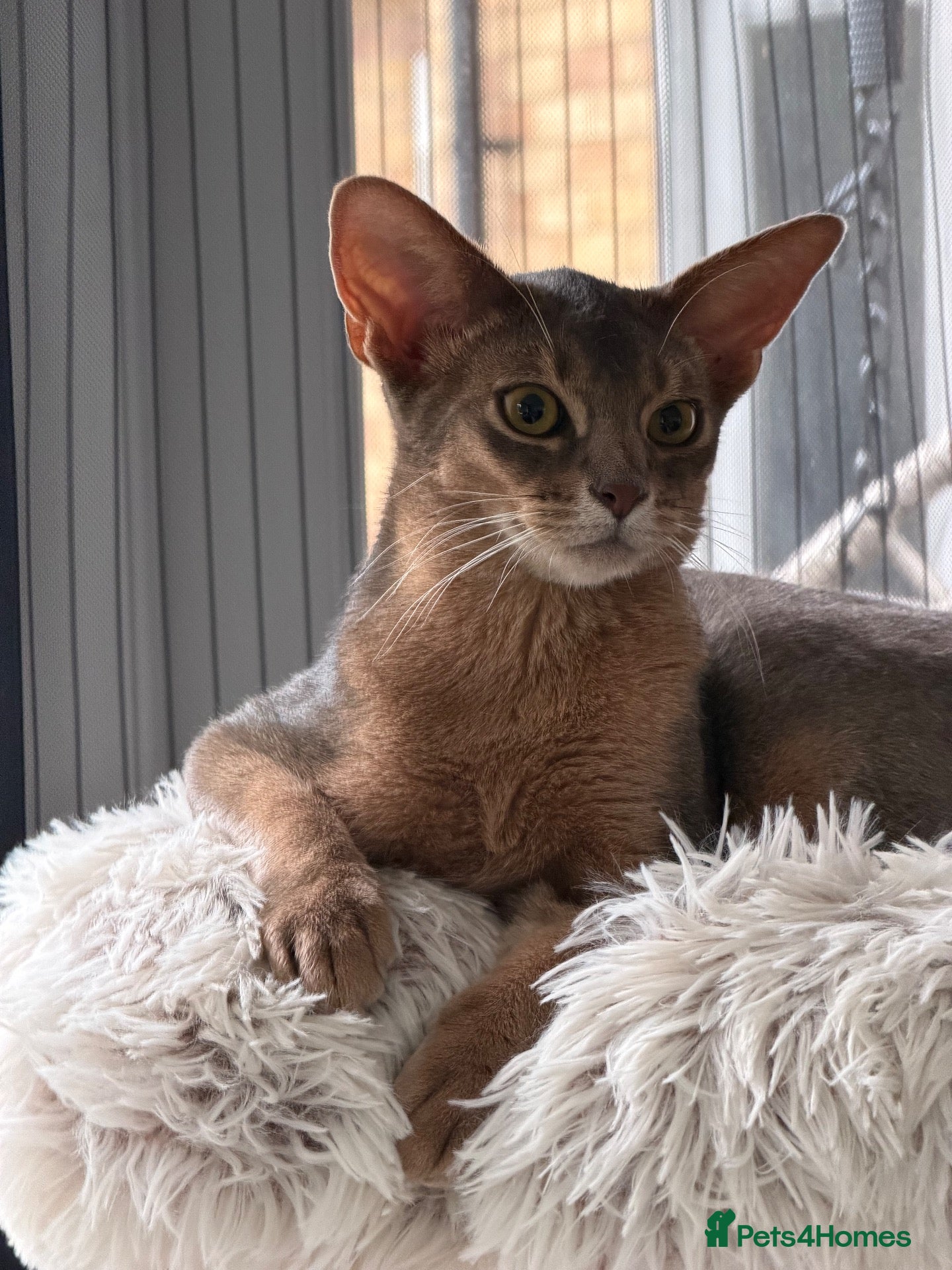 Abyssinian cats Last lovely boy😻 - Advert 8