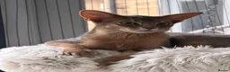 Abyssinian cats for sale: Last lovely boy😻 - Advert 1