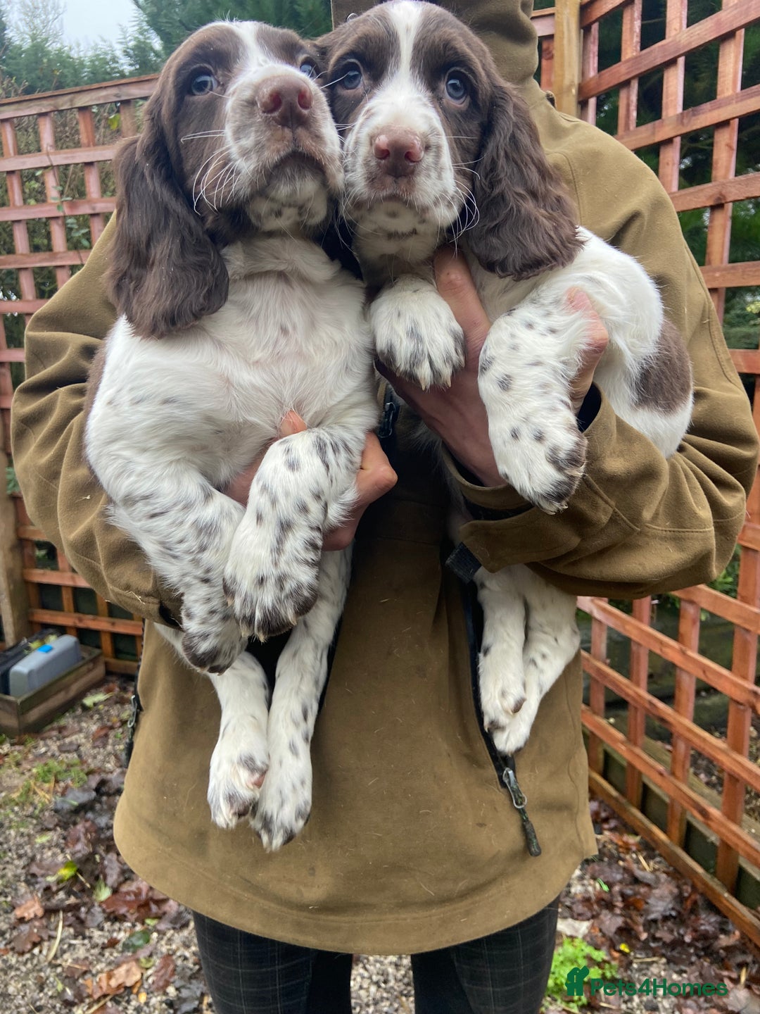 English Springer Spaniel dogs for sale: English Springer spaniel puppies  - Advert 5