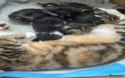 Mixed Breed cats for sale: Kittens  - Image 6