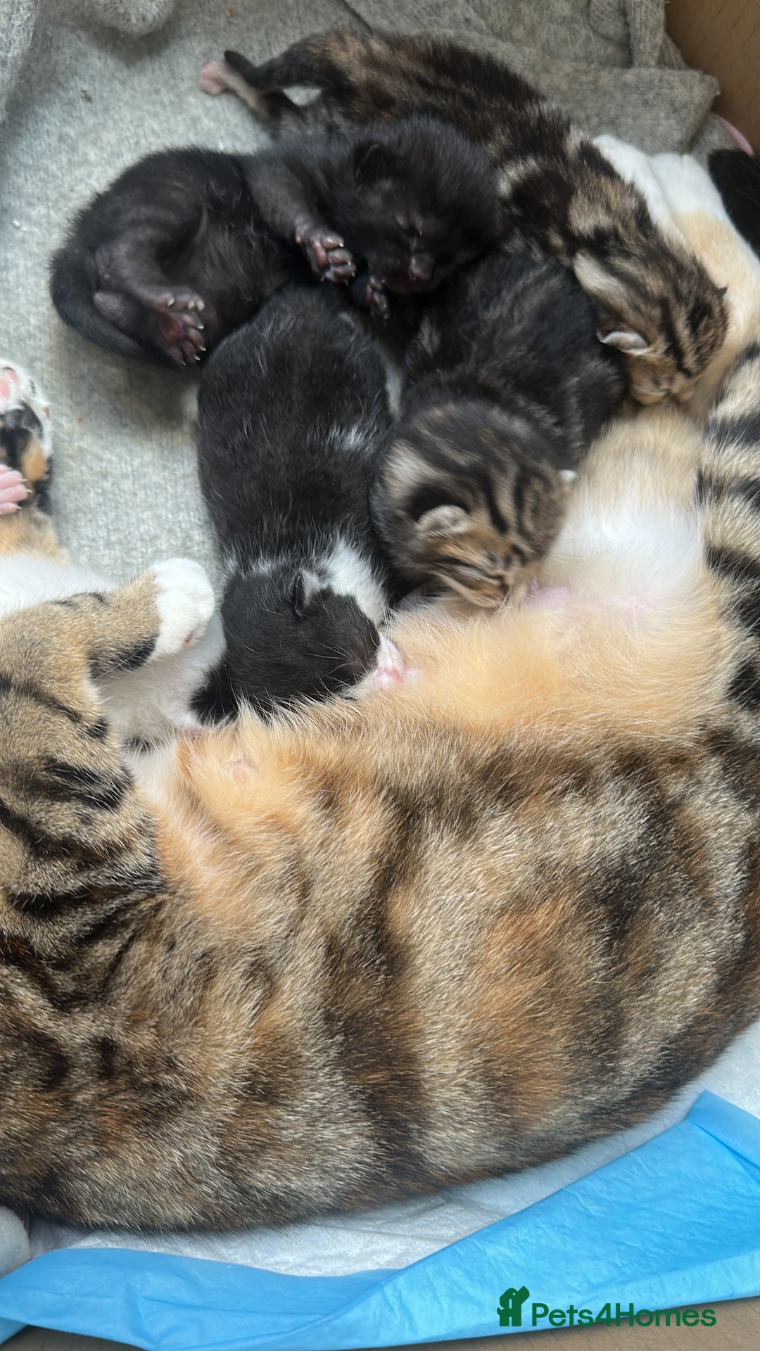 Mixed Breed cats for sale: Kittens  - Image 6