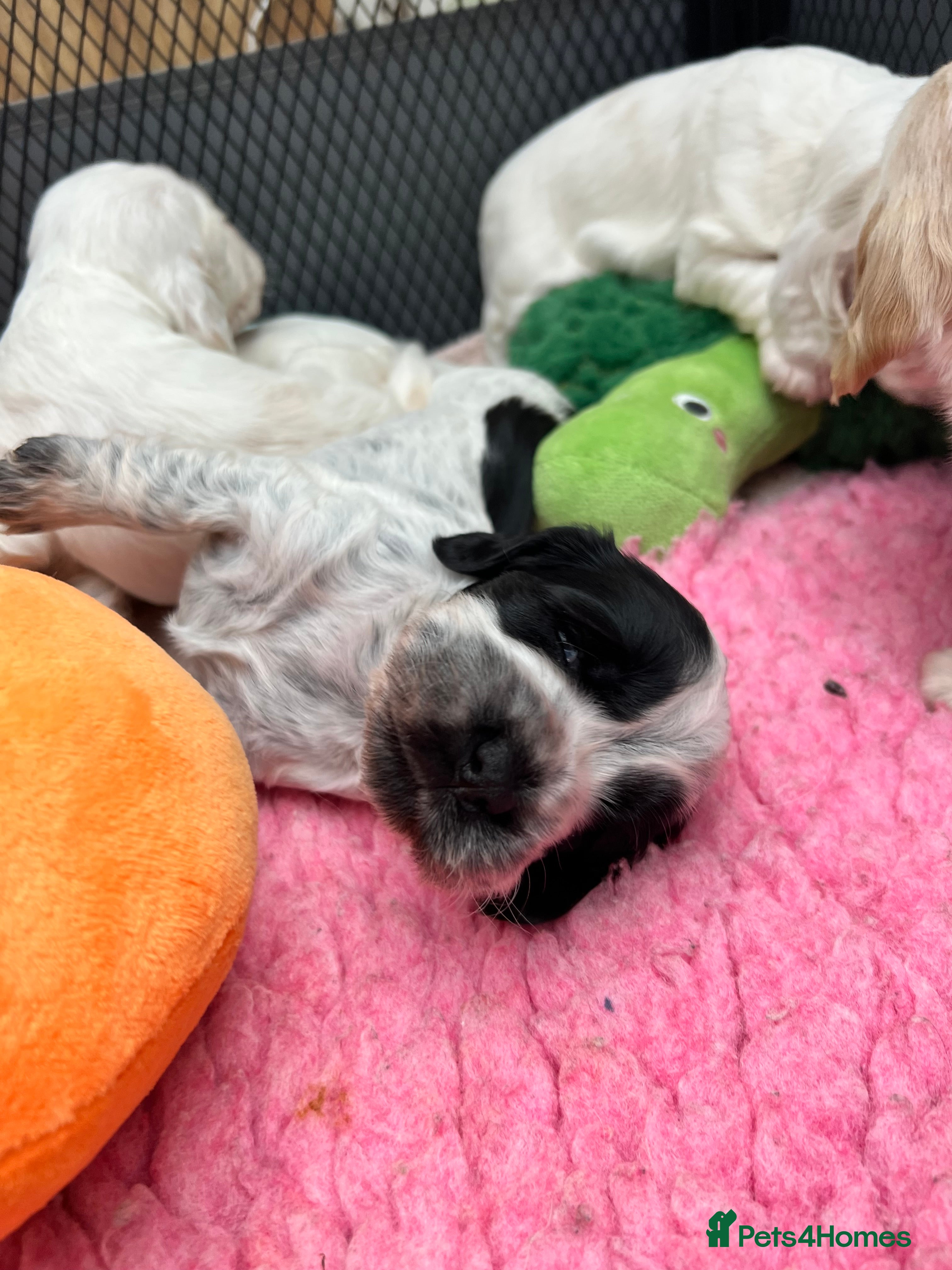 Cocker Spaniel dogs Gorgeous Show Type Cocker Spaniel Puppies KC Reg - Advert 2