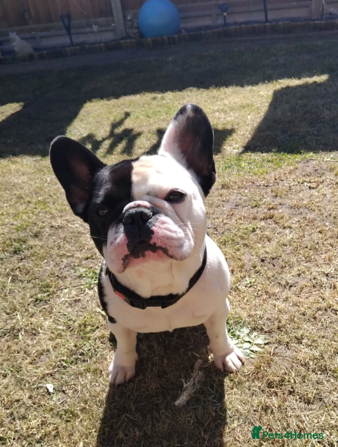 French Bulldog dogs for stud: STUD ONLY , PIED FRENCH BULLDOG 🐕  in Norwich - Advert 5