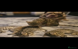 Mixed Breed cats for sale: Bengal cross kittens. 4 left!!! - Image 27