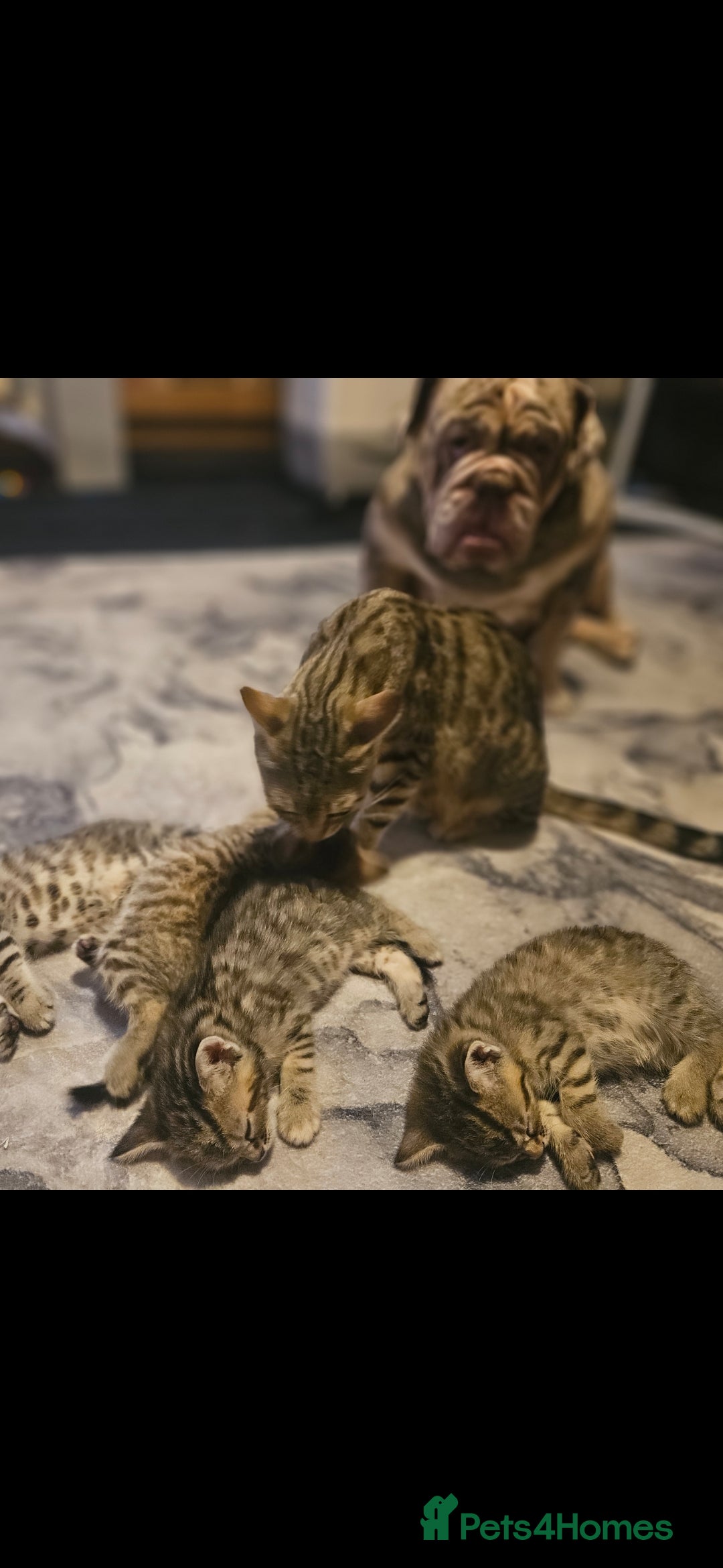 Mixed Breed cats for sale: Bengal cross kittens. 4 left!!! - Image 27