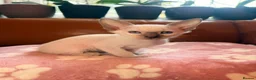 Oriental cats for sale: Beautiful Siamese & Oriental Kittens  - Advert 9