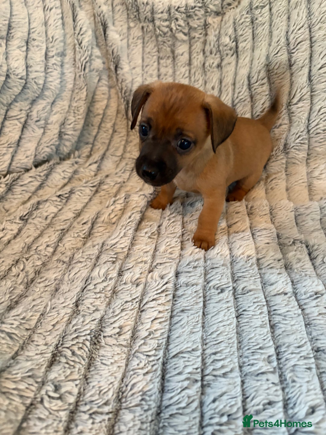 Jack Russell dogs for sale: Jack Russell puppies for sale - Advert 19