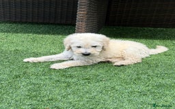 Goldendoodle dogs for sale: F1B GOLDENDOODLE PUPPIES 2 BOYS AVAILABLE  in Farnham - Image 2