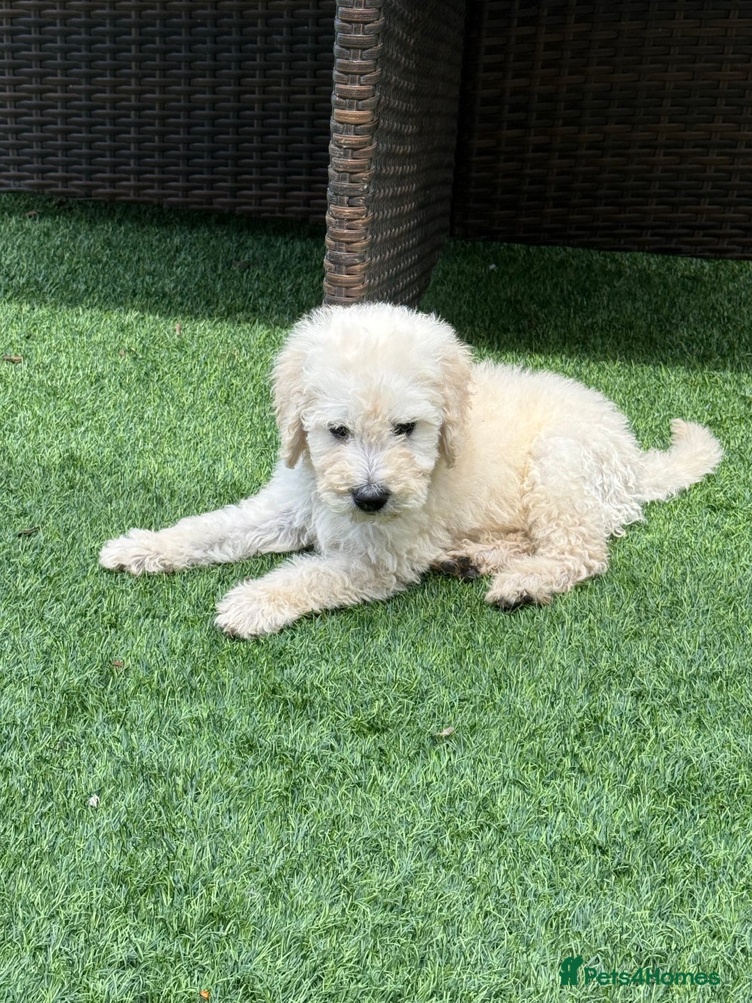Goldendoodle dogs for sale: F1B GOLDENDOODLE PUPPIES 2 BOYS AVAILABLE  in Farnham - Image 2