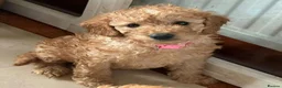 Mini Goldendoodle dogs for sale: Adorable Goldendoodles Looking for a Loving Family - Advert 5