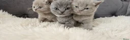 Scottish Fold cats for sale: 3 Scottish Fold Kittens  - Advert 3