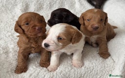 Cockapoo dogs for sale: 🐾Beautiful F2 cockapoos  🐾 - Image 12