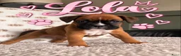 Boxer dogs for sale: Beautiful Boxer Puppies for Sale in Stirling - Advert 4