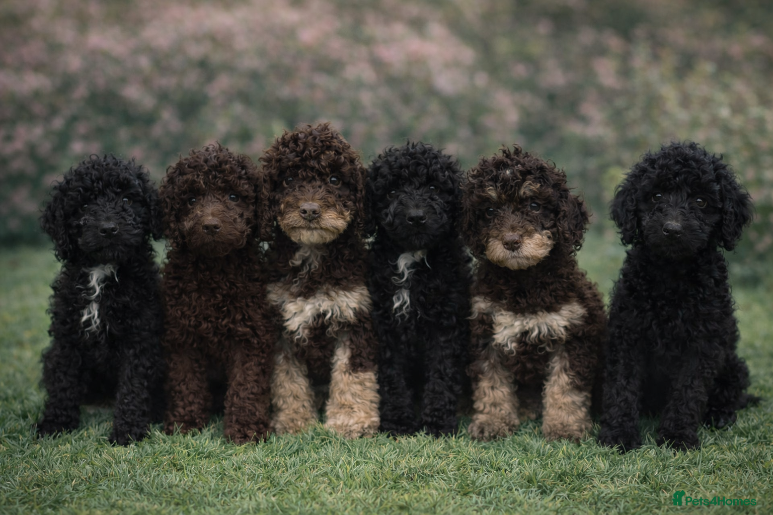 Cockapoo dogs 6 beautiful Cockapoo puppies  - Advert 17