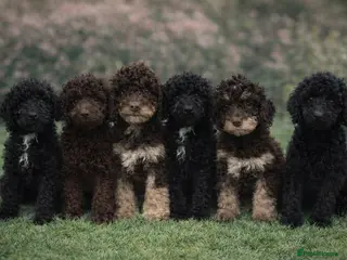 Cockapoo dogs 6 beautiful Cockapoo puppies - Advert 17