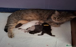 British Shorthair cats for sale: 5 British Shorthair Kittens For Sale - Image 7