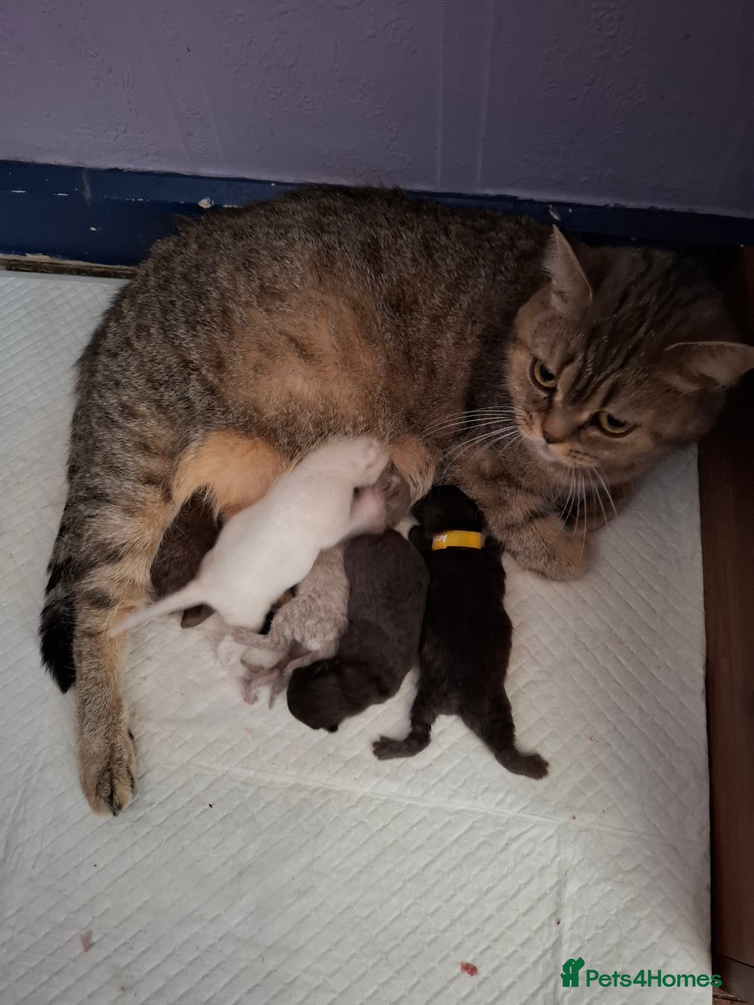British Shorthair cats for sale: 5 British Shorthair Kittens For Sale - Image 7