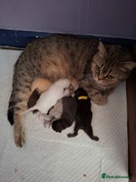 British Shorthair cats - Advert 9