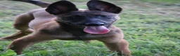 Belgian Shepherd Dog dogs for sale: Pups from world champion CHANCE - Advert 12